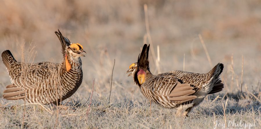 Prairie Chickens
