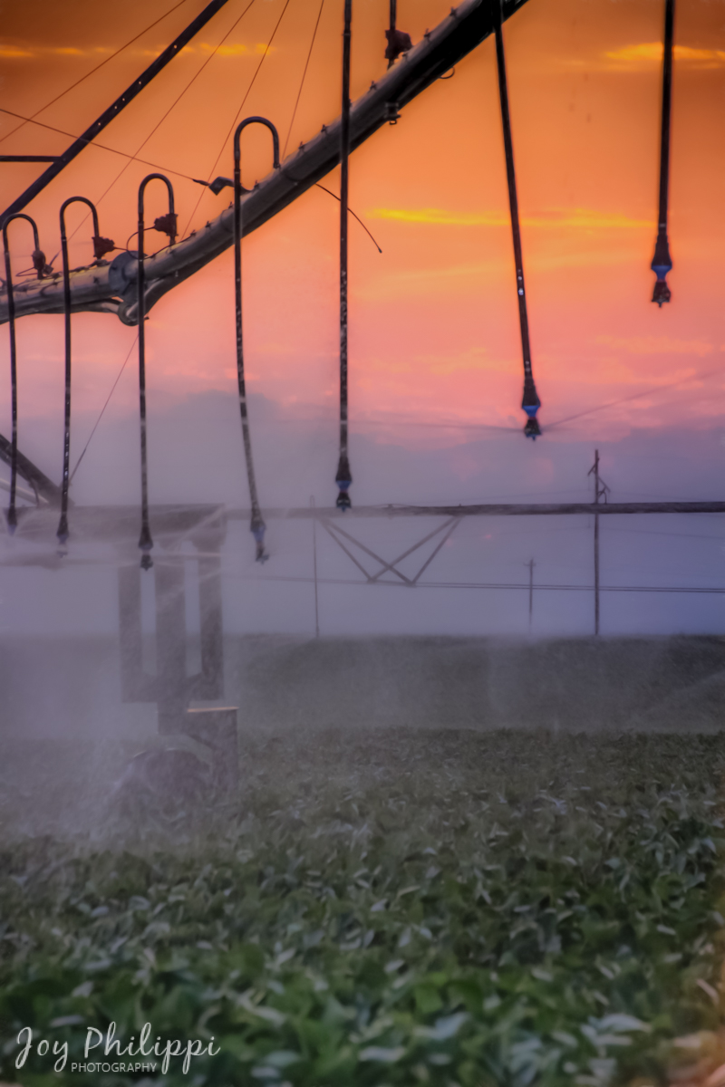 Meeting Challenges to Provide Food, Feed, and Fiber for the World