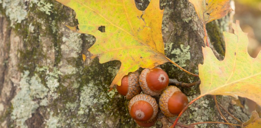 A Thousand Forests, One Acorn